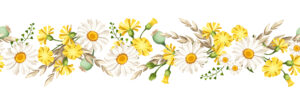 Chamomile, aromatherapy, natural skin care, organic solutions for dry, sensitive skin.