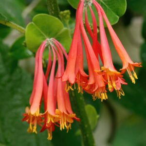 Honeysuckle